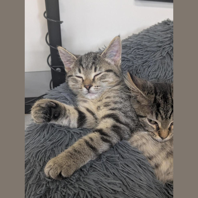 Photo of 🥜 Norton 6893 🥜