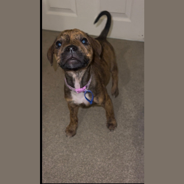 Photo of Poppy   9 Week Old Ridgeback X