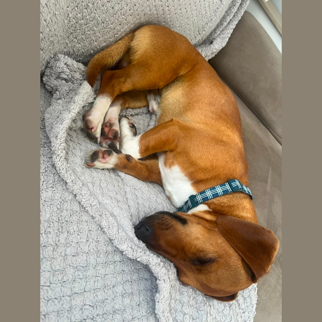 Photo of Harry   3 Year Old Dachshund X Jack Russell