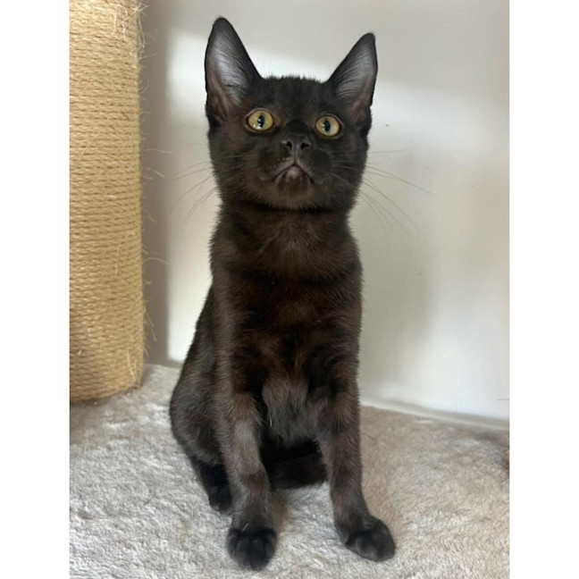 Photo of 11954   Miso