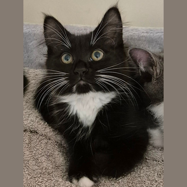 Photo of Misty Meet Me@ Petstock Hastings Store