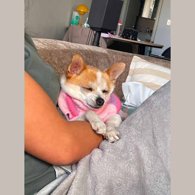 Photo of Mini