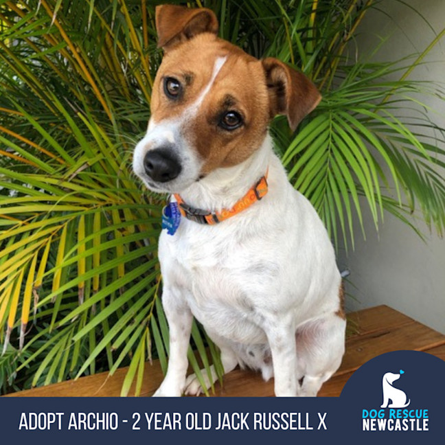 Photo of Archio   2 Year Old Jack Russell X (Trial)