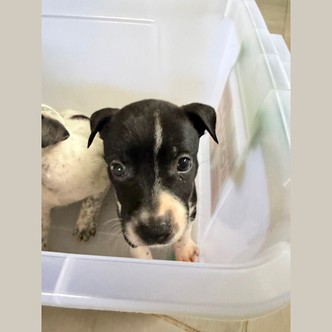 Photo of Boba (Bessie's Puppy)