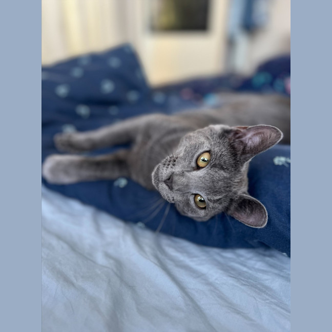 Photo of Dalfy