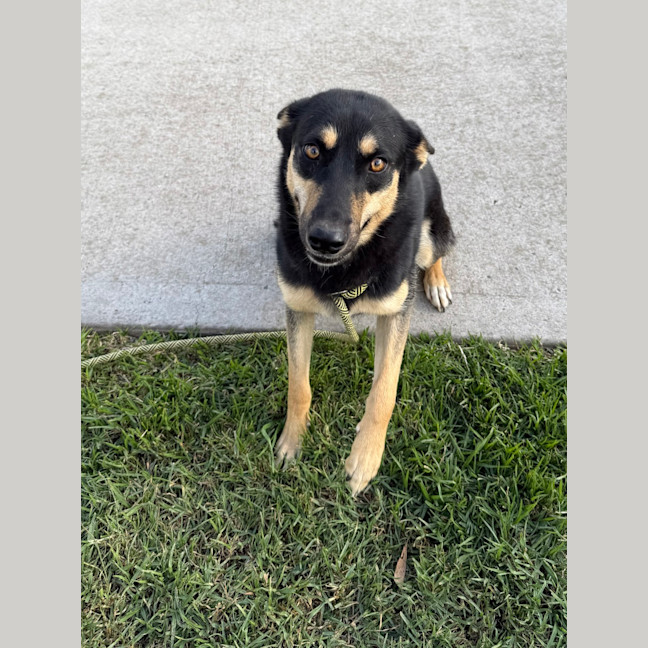 Photo of Daisy