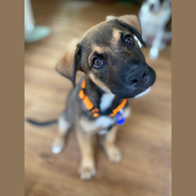 Photo of Merv  3 Month Old German Shepherd X