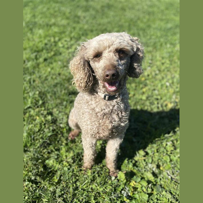 Photo of Fudge