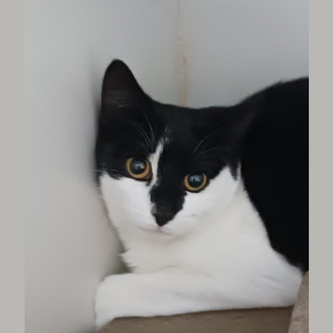 Photo of Shylah