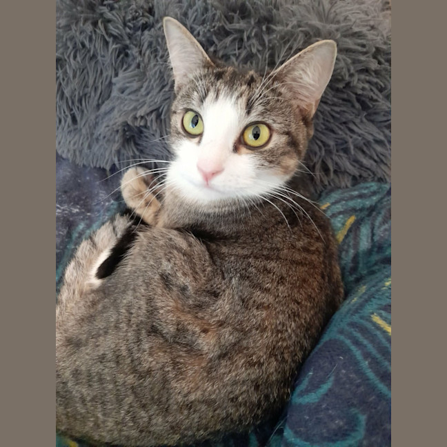 Photo of Lucy & Frankie *9 Lives Project Rescue*