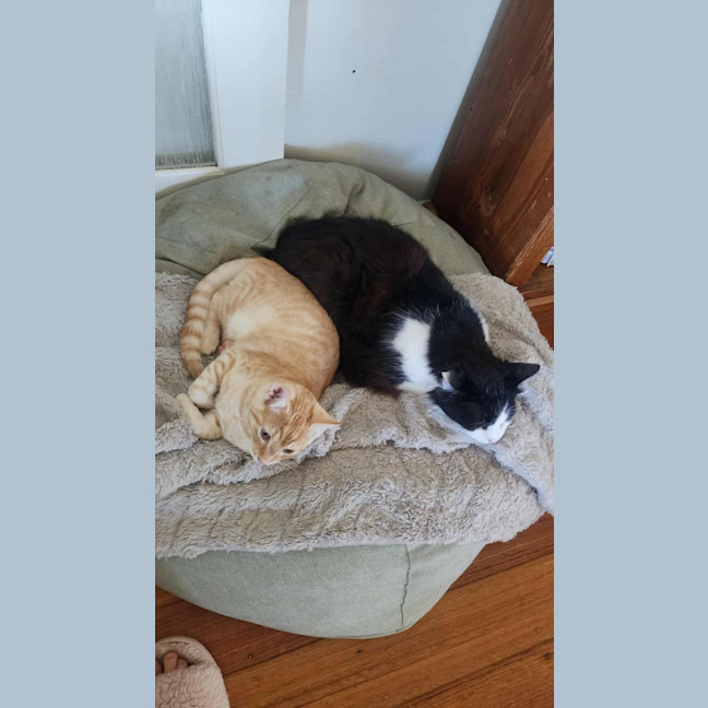 Photo of Henry   In Foster Care In Healesville