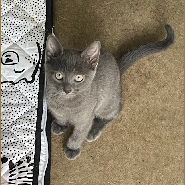 Photo of Odin
