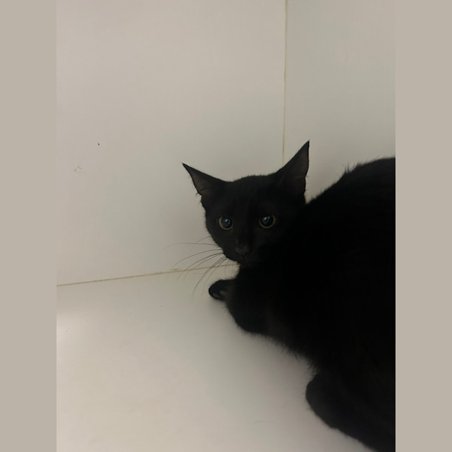 Photo of Iggle Piggle