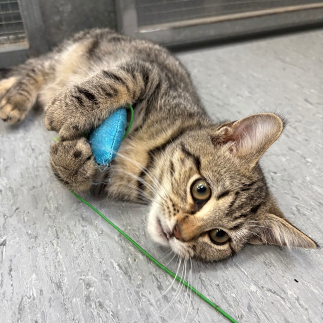 Photo of Scout