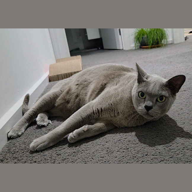 Photo of Chappy