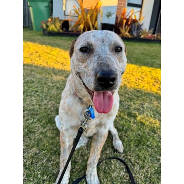 Photo of Smoky *$350 Adoption Fee*