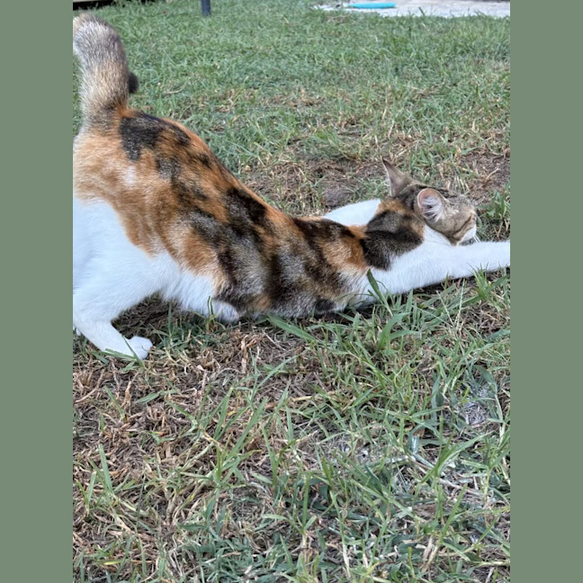 Photo of Artemis 
