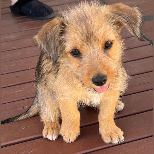 Photo of Leeroy   9 Week Old Fox Terrier X Kelpie