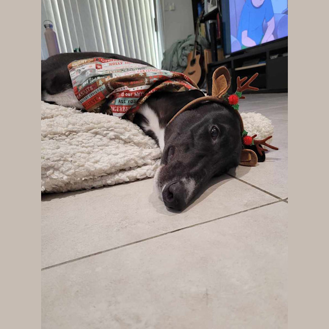 Photo of Little Ninja, The Greyhound