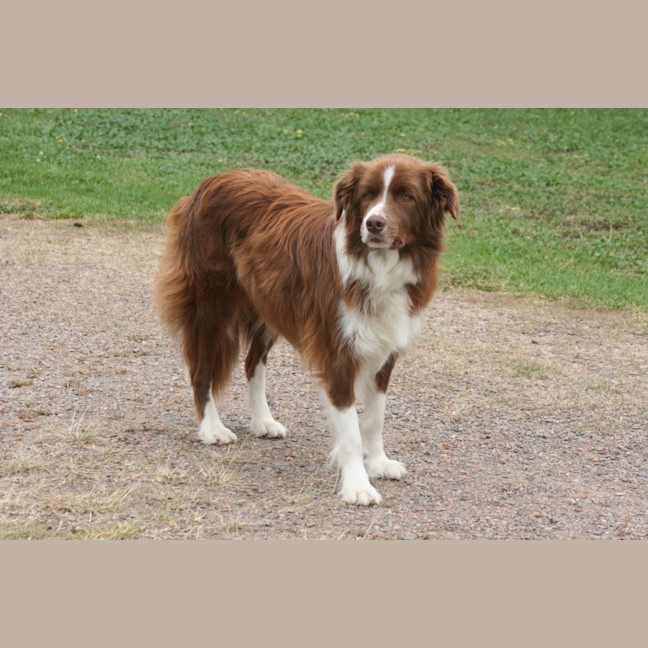 Photo of Beau