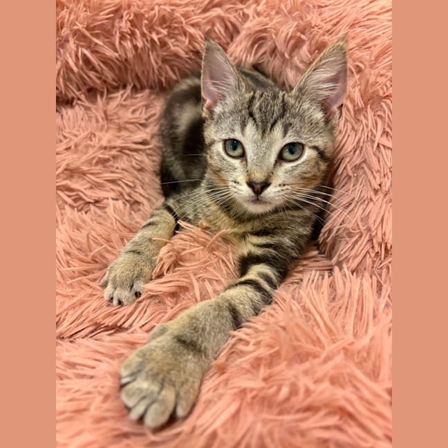 Photo of Loki