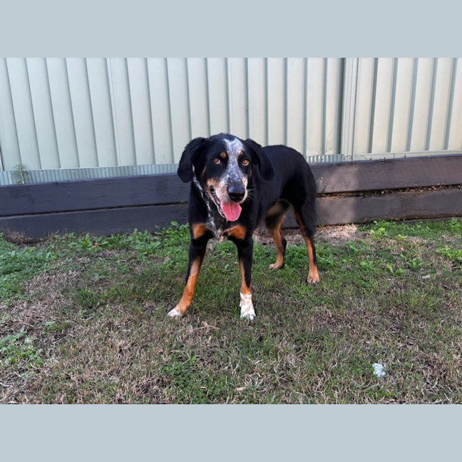 Photo of Luxi *$250 Adoption Fee*