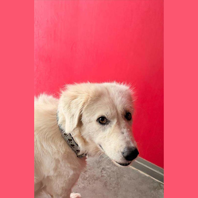 Photo of Camellia