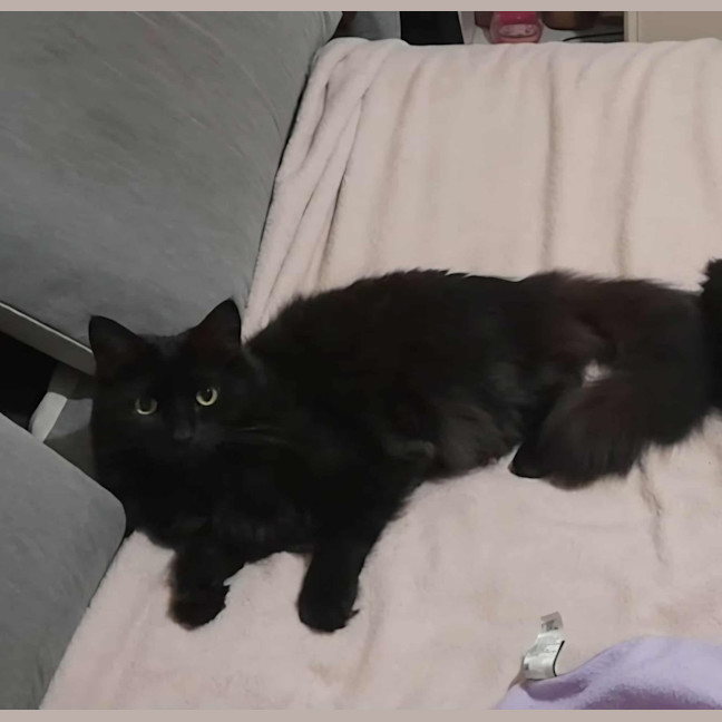 Photo of Mr Binx *9 Lives Project Rescue*