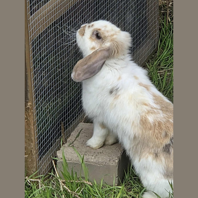 Photo of Flossy