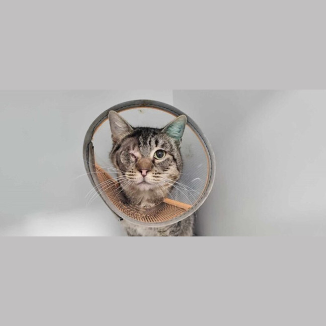 Photo of Cookie