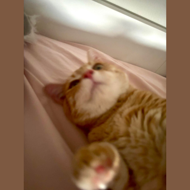 Photo of Pheonix