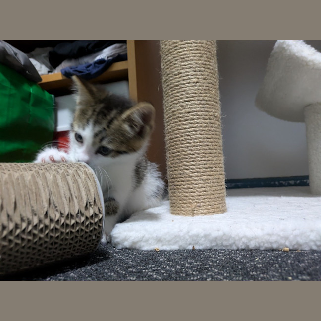 Photo of Lightning Snail