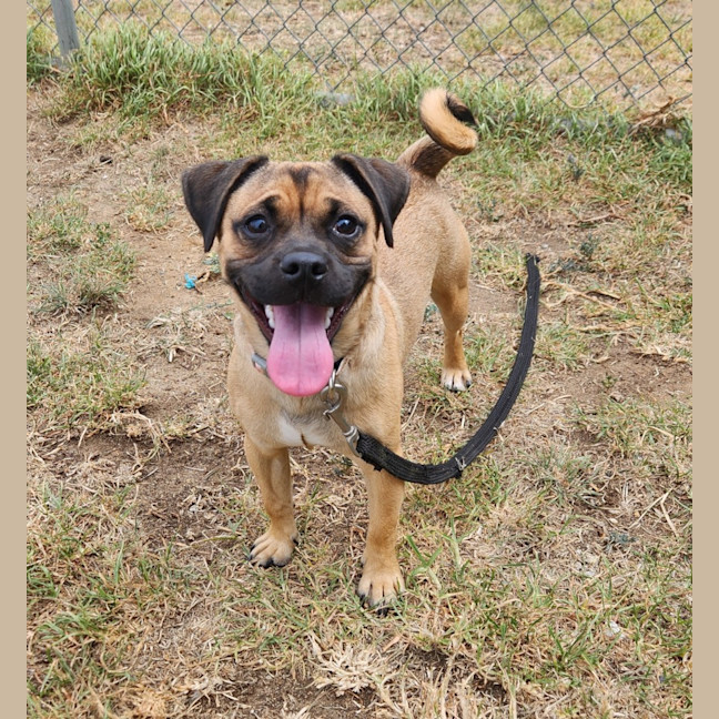Photo of Django (65450)