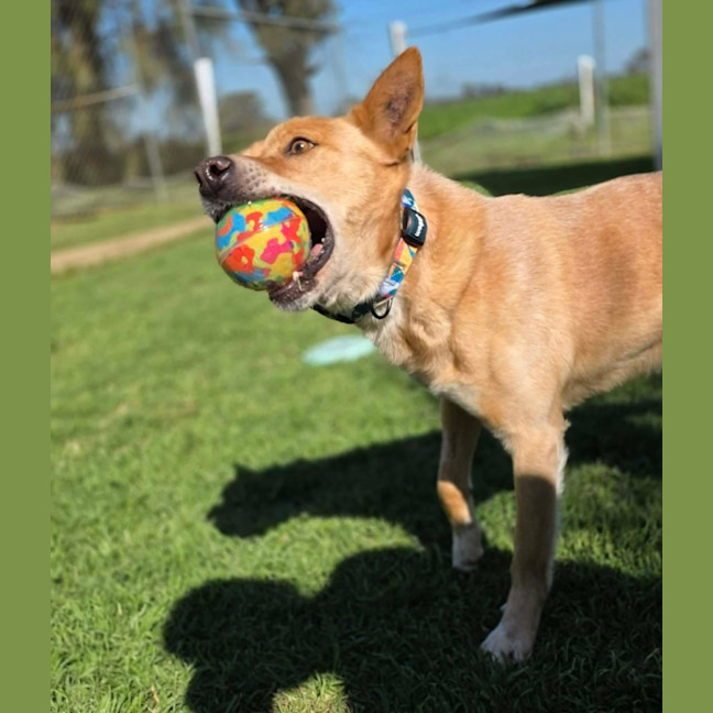 Photo of Nacho