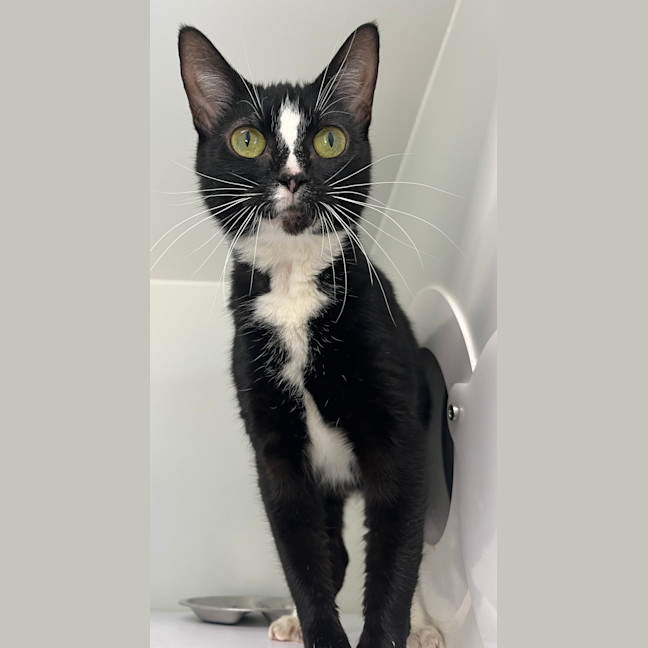Photo of Guinevere