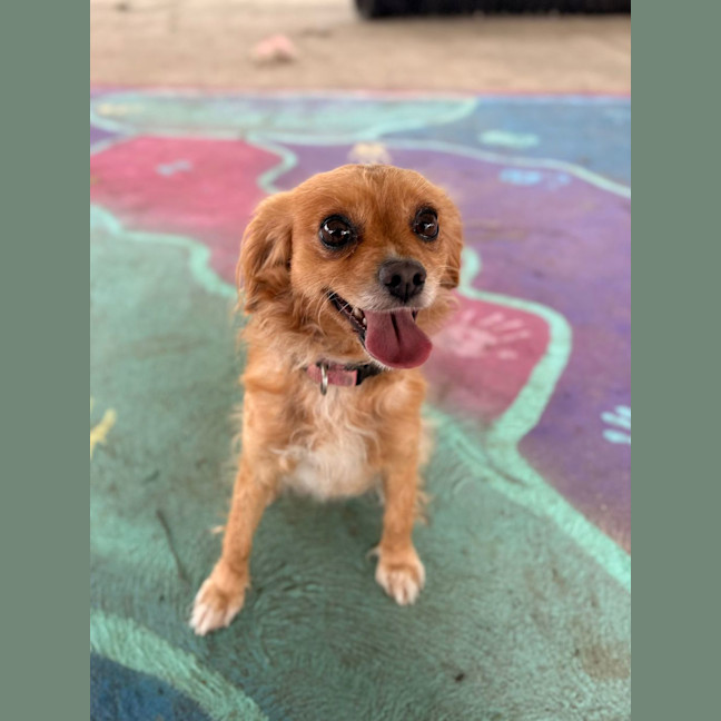 Photo of Tulip