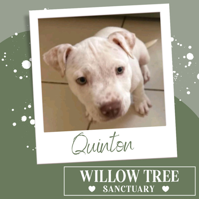 Photo of Quinton