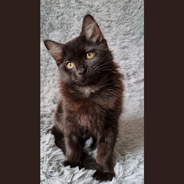 Photo of Athena