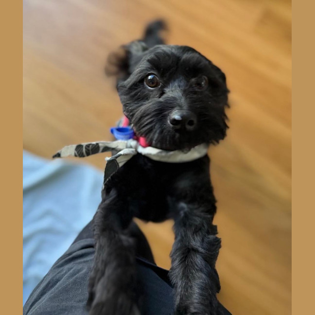 Photo of Koda   1 Year Old Cavoodle