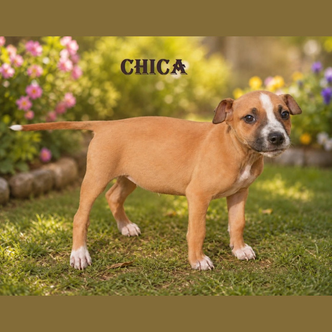Photo of Chica