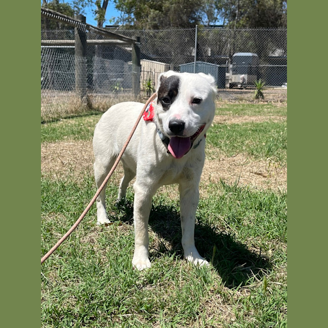 Photo of Captain Feathersword