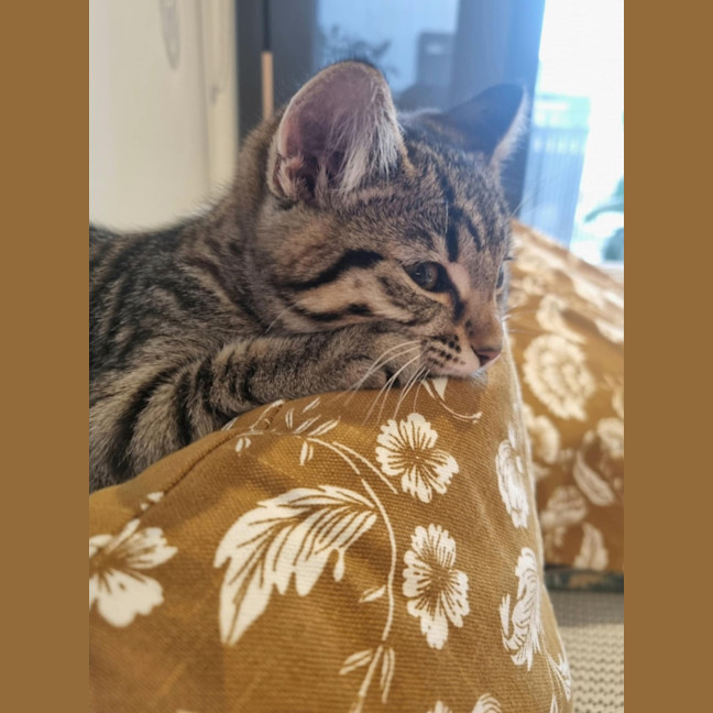 Photo of Nina   Located In Kensington