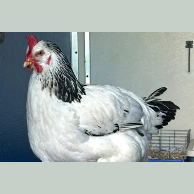 Photo of Daisy And Henry