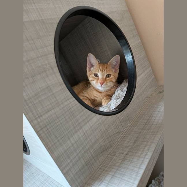 Photo of Misty