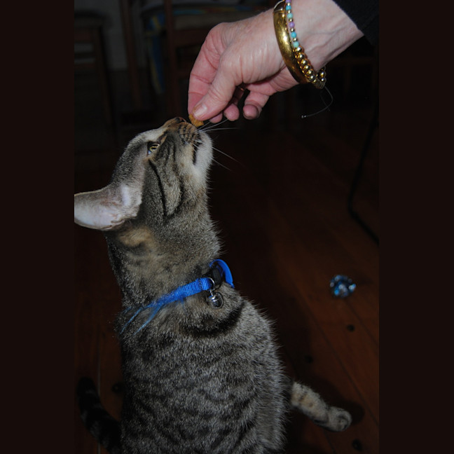 Photo of Dexter