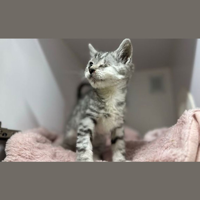 Photo of Odin