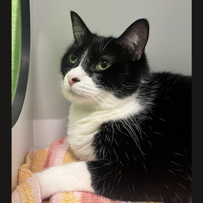 Photo of Peppy (Bonded With Ivy)