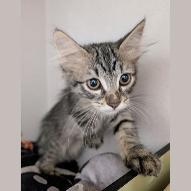 Photo of Cleo