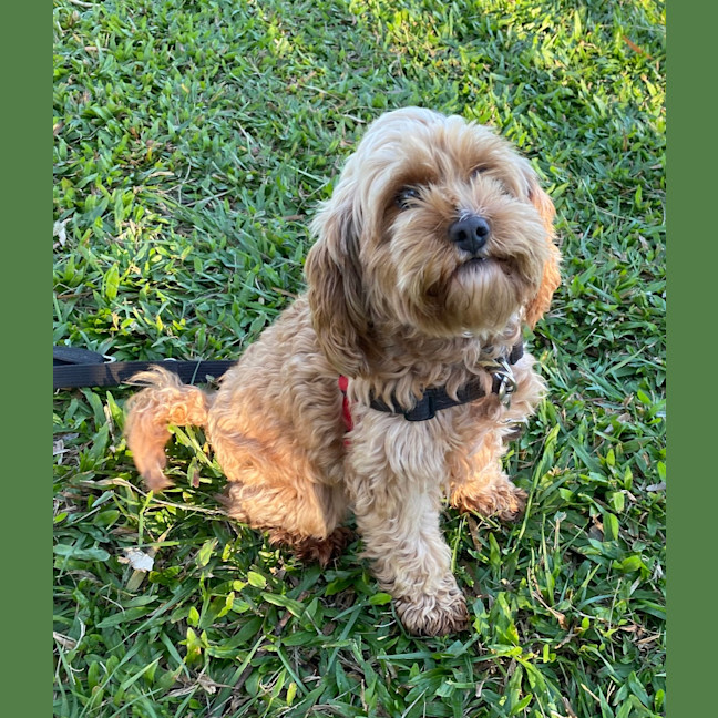 Photo of Sadie