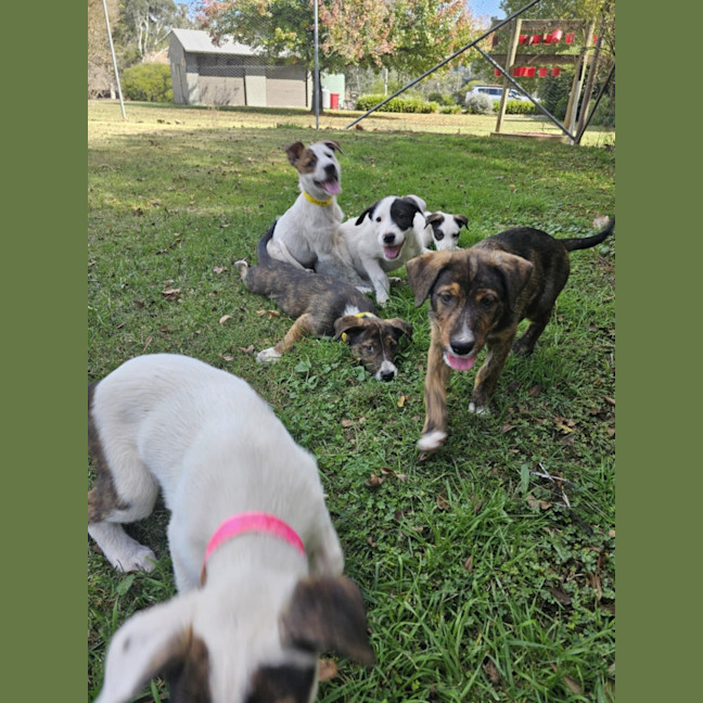 Photo of Wolfie Kids 